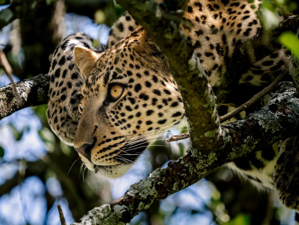 Lake Manyara Safari Package – 2 Days | Generous Tours & Safaris gallery 3